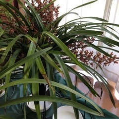 キンリョウヘン切り花