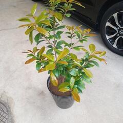観葉植物 植物  庭木  草花 陶器の鉢付き