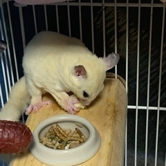 フクロモモンガ ノーマルメス③ リューシメス - ペット