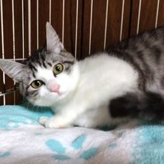 in春日井市☆GW保護猫たちの臨時譲渡会2023年4月29日（土...