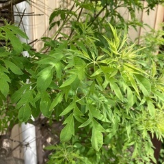 【無料】ハーブの木 🌳ニンジンボク🌳　差し上げます！の画像