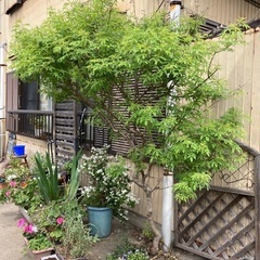 【無料】ハーブの木 🌳ニンジンボク🌳　差し上げます！