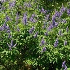 【無料】ハーブの木 🌳ニンジンボク🌳　差し上げます！の画像