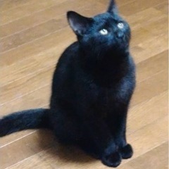 里親を募集してます！