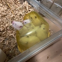 キンクマハムスターの赤ちゃん（生後1カ月）