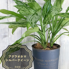 アグラオネマ プシュード　 観葉植物
