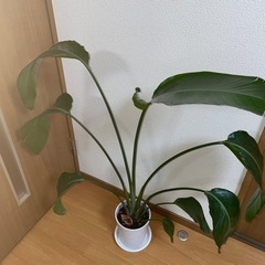 ストレチアオーガスタ譲ります！の画像