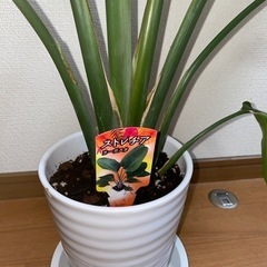 ストレチアオーガスタ譲ります！の画像