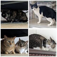緊急！！ 行き場を探しています