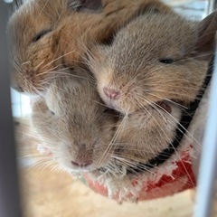 デグーちゃんとお話しできるかた