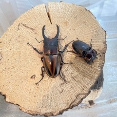 [ちび　やっすん] ファブリースノコギリクワガタ幼虫　タカクワイ亜種