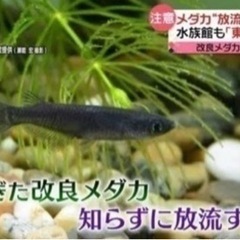 メダカ無料引き取り‼️