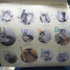 2022年版もち様カレンダー🐾の画像