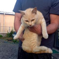 保護猫