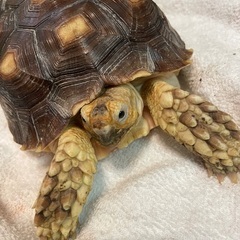 ケヅメリクガメ