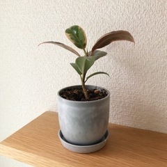 観葉植物　フィカス・ティケネ　15cm　おしゃれな2号の鉢と受け皿付きの画像