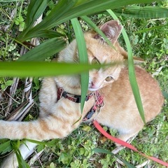 サクラネコたっくん　推定10ヶ月(譲渡決定)