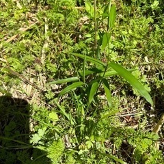 うさぎの乾燥オーガニックおやつ　受注の画像