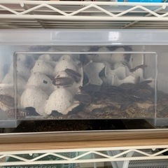 デュビア 便利な飼育ケース一式