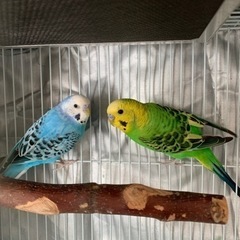 セキセイインコ 二羽