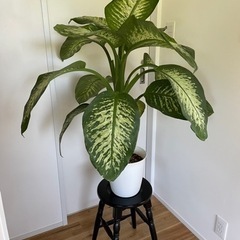 観葉植物　大型　