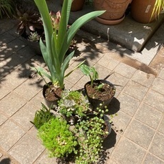植物、いろいろ。