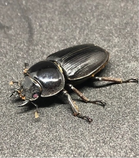【27日限定激安】余品お楽しみクワガタカブトムシBOX
