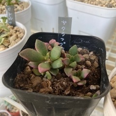 桜吹雪　多肉植物🪴