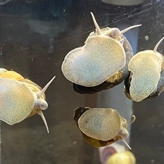 ヒメタニシ15匹セットの画像