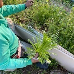 🧑‍🌾農作業のボランティアをしてみませんか？👩‍🌾