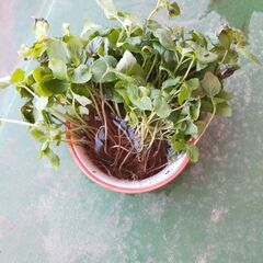 シソの芽