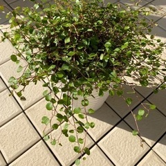 36ーワイヤープランツ　C
　