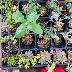 100円　🌼の画像