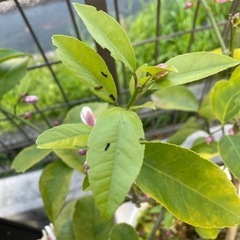 アゲハの幼虫　卵　貰ってください