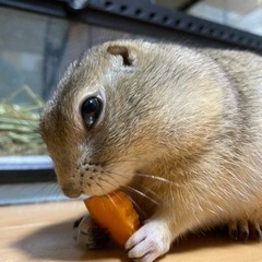 リチャードソンジリス(募集一時中断中)