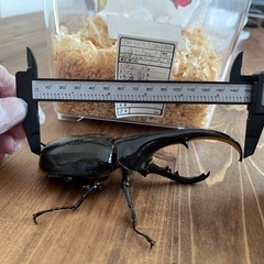 残）少！D.H.ヘラクレス新成虫♂お子様のプレゼントや夏休みの自由研究等に　カブト虫の画像