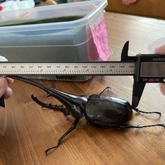 残）少！D.H.ヘラクレス新成虫♂お子様のプレゼントや夏休みの自由研究等に　カブト虫の画像