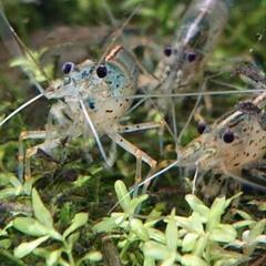 ミナミヌマエビ多数います