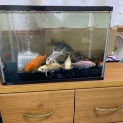 鯉
