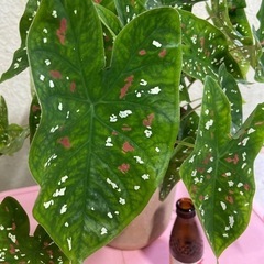 カラジュウムピコロール❓観葉植物❓①
