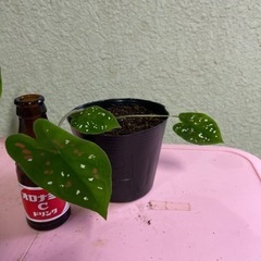 カラジュウムビコロール❓観葉植物❓①の画像