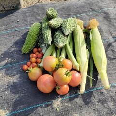 コメント専用ページ　無農薬朝採野菜(サンプル画像です)の画像