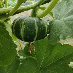 コメント専用ページ　無農薬朝採野菜(サンプル画像です)の画像