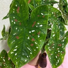 カラジュウムビコロール   