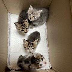 子猫4匹🐾決まりました(^^)