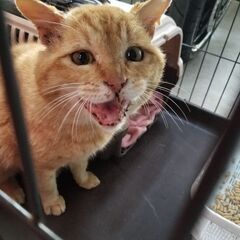 ベタなれ、アダルトな甘えん坊さん(エイズ陽性)