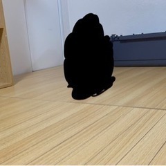 ウッドカーペット　タイル　カーペット　フローリング　東京　田町　港区の画像