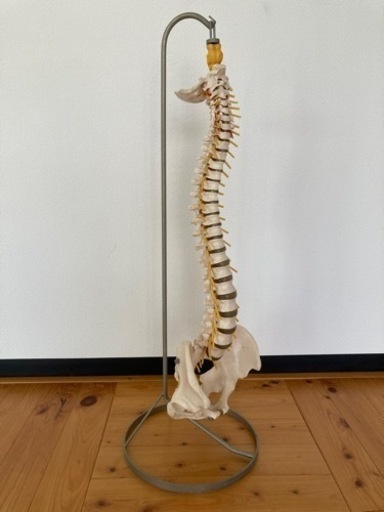 取引終了【骨格模型（脊柱・骨盤）／スタンド付き】