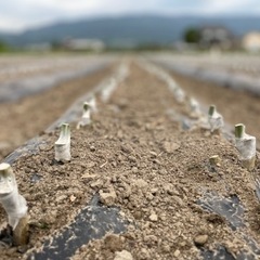 みかんの接木作業