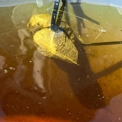 ミジンコ用　爆発的に湧く　バクテリアパック